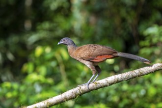 Grey-headed guan (ortalis cinereiceps), bird sitting on a branch, Heredia province, Costa Rica,