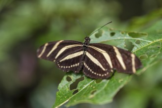 Zebra longwing (Heliconius charithonia), striped butterfly sitting on a leaf, Alajuela province,