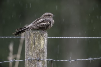 Nightjar, nightjar (Caprimulgus europaeus) sitting on a pasture fence, Emsland, Lower Saxony,