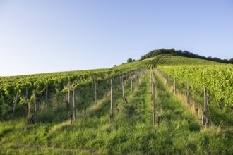 Vineyard at Korber Kopf is grubbed up due to uneconomical conditions, low yield, age, diseases,