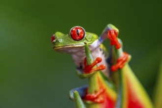 Red-eyed tree frog (Agalychnis callidryas), sitting on the blossom of a false bird-of-paradise