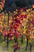 Autumn vineyard with colourful leaves in warm sunlight, Baden-Württemberg, Germany, Europe