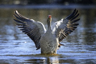 Greylag goose, graylag goose (Anser anser) bathing by flapping wings in lake