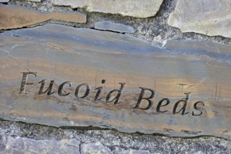 Fucoid beds rock fragment, part of the Knockan Puzzle at the Knockan Crag National Nature Reserve,