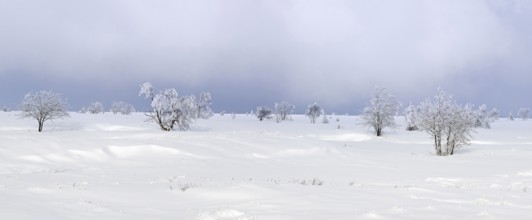 Snow covered trees in frozen moorland at the nature reserve High Fens, Hautes Fagnes in winter,