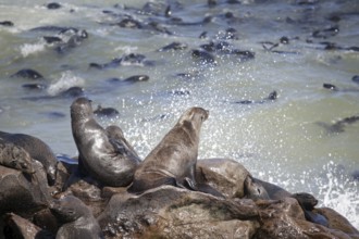 Brown fur seals (Arctocephalus pusillus) sitting on rock in seal colony near Atlantic Ocean at the