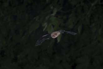 Common pipistrelle (Pipistrellus pipistrellus) hunting insects in front of deciduous forest,