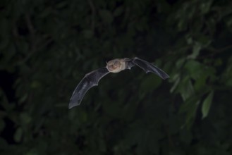 Common pipistrelle (Pipistrellus pipistrellus) hunting insects in front of deciduous forest,