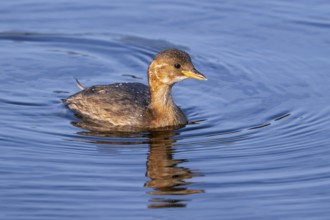 Little grebe, dabchick (Tachybaptus ruficollis, Podiceps ruficollis) juvenile in first winter