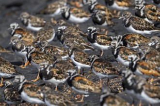 Flock of ruddy turnstones (Arenaria interpres) in breeding plumage resting on stone breakwater used