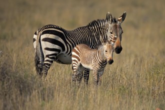 Cape Mountain Zebra (Equus zebra zebra), adult, juvenile, mother with juvenile, female, Mountain