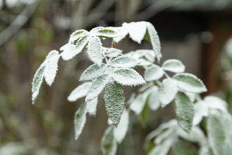 Rose branch covered with hoarfrost. Abstract floral background. garden and winter concept. Frost