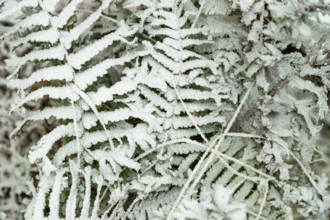 Fern leaves and grass covered with hoarfrost. Abstract floral background, garden and winter concept