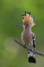 Hoopoe, (Upupa epops), on perch, hoopoe family, formerly raptors, Hides de El Taray / Lesser Kestr,