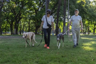 Middle-aged man and woman take a stroll with their greyhound dogs in the park.Healthy Outdoor