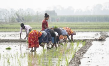 Morigaon, India. 20 February 2024. Women plant rice saplings in a paddy field on February 20, 2024