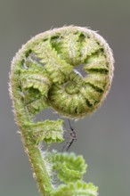 Mosquito on a young fern shoot, fern frond, Bottrop, Ruhr area, North Rhine-Westphalia, Germany,