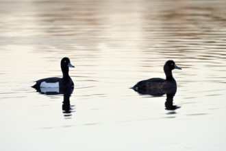 Tufted Duck (Aythya fuligula), pair, in a subsidence area, backlit, morning, Bottrop, Ruhr area,