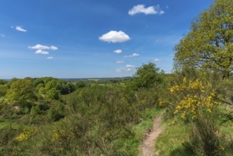 Svanninge Bakker, Faaborg, wooded heights in southern Funen, nature reserve, recreation, hiking,