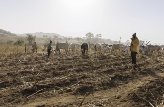 Herdsman in the field in Maraban Dare community, Plateau state, 07/02/2024