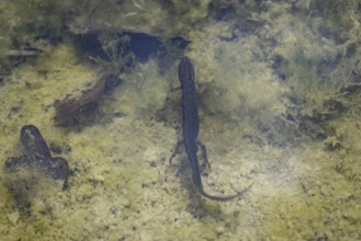 A pond newt swims in a pond near Münster, 08.04.2024. The pond newt is the most common newt species