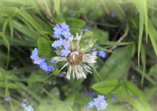 Faded common dandelion (Taraxacum officinale) and forget-me-not (Myosotis sylvatica), North