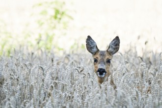 A european roe deer (Capreolus capreolus) in a wheat field with blurred background in nature,