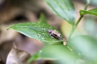 Small brown frog on a leaf, in the tropical rainforest, Corcovado National Park, Osa, Puntarena