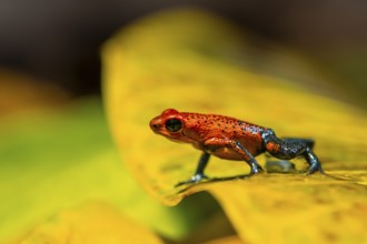 Strawberry poison-dart frog (Oophaga pumilio) sitting on a yellow leaf, Heredia province, Costa