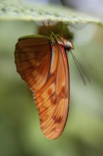 Torch butterfly (Dryas iulia moderata), orange-coloured butterfly sitting on a leaf, Alajuela