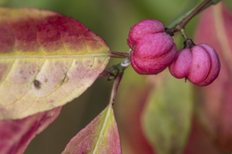 European spindle bush (Euonymus europaeus), Emsland, Lower Saxony, Germany, Europe