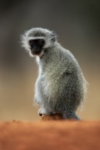 Vervet Monkey (Chlorocebus pygerythrus), adult, at the water, sitting, alert, Kruger National Park,