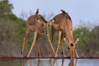 Black heeler antelope (Aepyceros melampus), adult, female, two females, at the water, drinking,