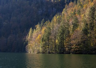 Yellow coloured trees, autumnal mountain forest at the lake, Königssee, Berchtesgaden, Bavaria,