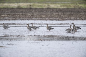 Bean Geese (Anser fabalis), Emsland, Lower Saxony, Germany, Europe