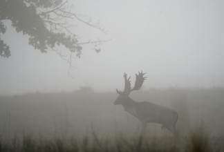 Fallow deer (Cervus dama), male, rut, Hesse, Germany, Europe