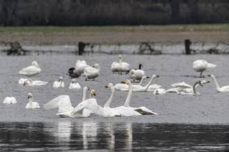 Tundra swans (Cygnus bewickii), fighting, Emsland, Lower Saxony, Germany, Europe