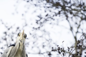 Grey heron (Ardea cinerea), animal portrait, autumn bokeh, Hesse, Germany, Europe