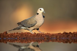 Red-eyed dove (Streptopelia semitorquata), Red-eyed Dove adult, at the water, Kruger National Park,