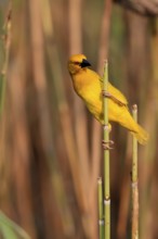 Eastern golden weaver (Ploceus subaureus), adult, male, auto-waiting, alert, preparing nest, Saint