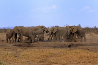 African elephant (Loxodonta africana), herd, at the waterhole, drinking, Kruger National Park,