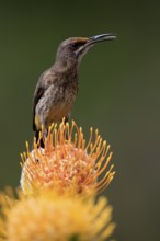 Cape Honeybird (Promerops cafer), adult, male, on flower, Protea, singing, Kirstenbosch Botanical