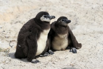 African penguin (Spheniscus demersus), two juveniles, Boulders Beach, Simonstown, Western Cape,