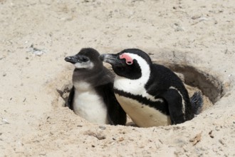 African penguin (Spheniscus demersus), adult with young, at the nest, Boulders Beach, Simonstown,