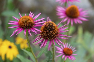 Coneflower E (chinacea paradoxa), Bavaria, Germany, Europe