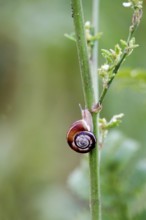 Small snail, summer, Germany, Europe