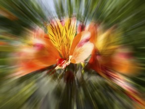 Peruvian lily, Peruvian lily (Alstroemeria aurea, zoom effect