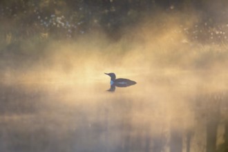 Misty morning light with Red-throated loon (Gavia stellata) in a sunspot on a forest lake