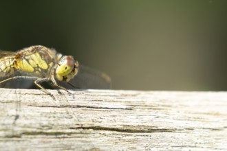 Common darter dragonfly (Sympetrum striolatum) adult insect resting on a wooden log, Suffolk,