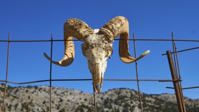 Skull of an animal with large horns hangs on a wire fence in front of a mountain landscape under a